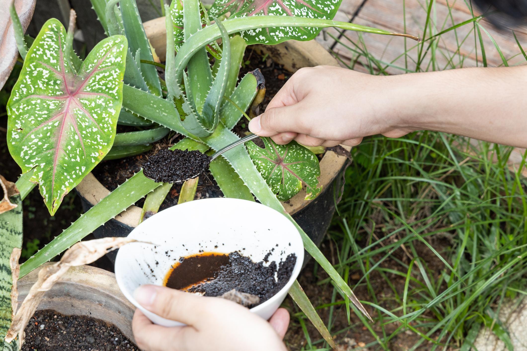 Hand Putting Coffee Grounds on Aloe Vera Plant