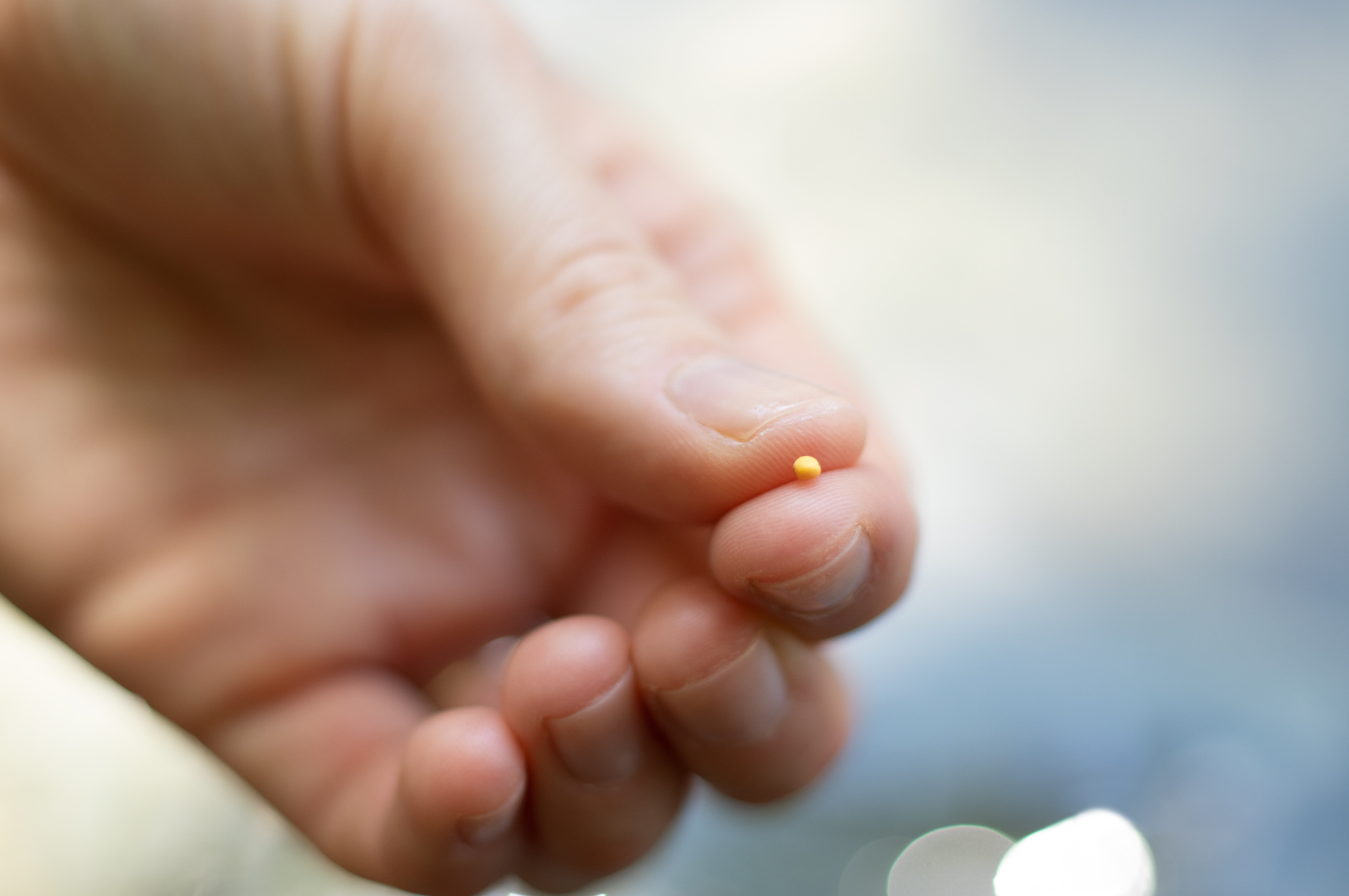 Closeup of Female Hand Holding One Tiny Mustard Seed, Selective Focus