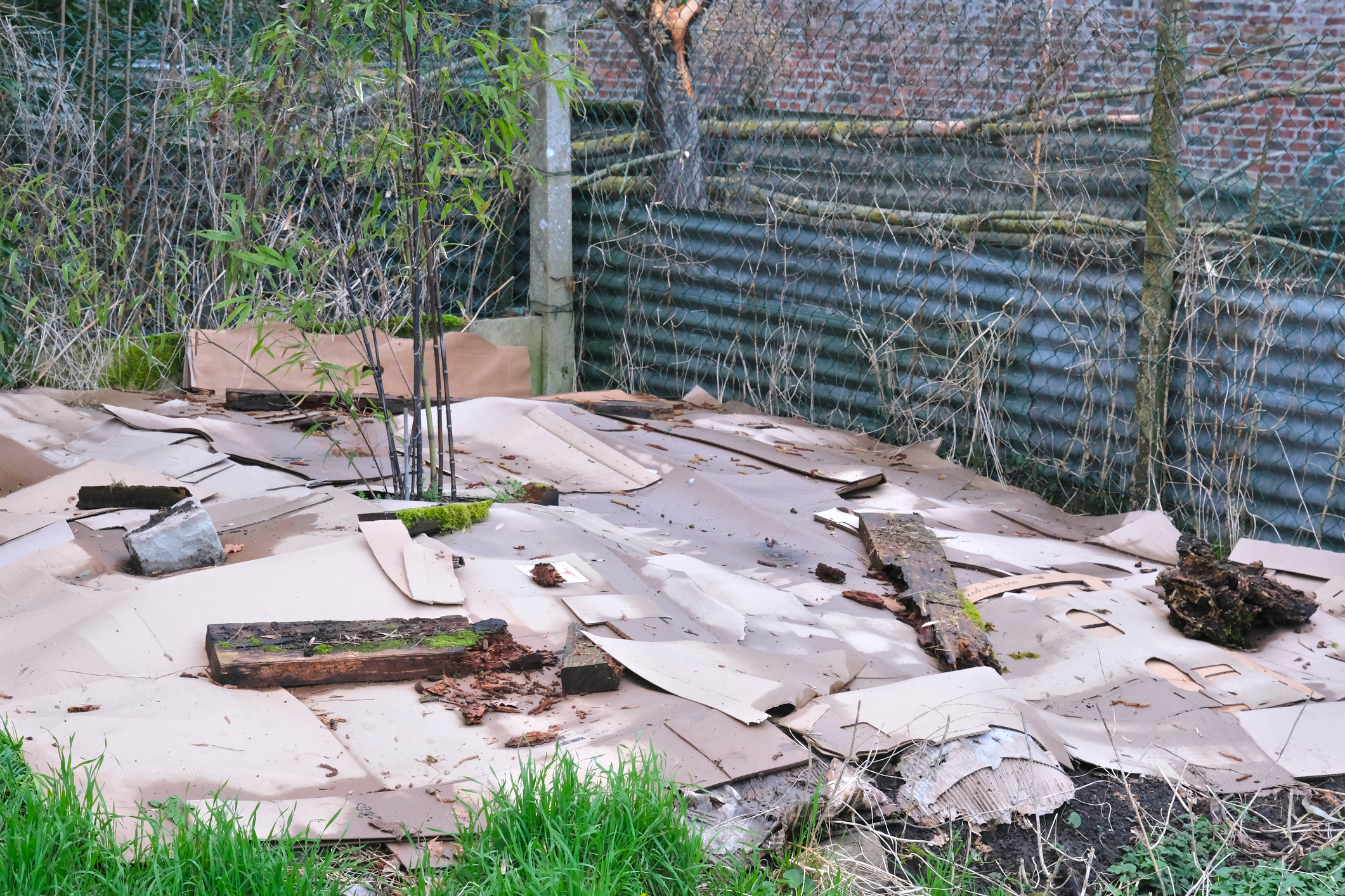 Small Backyard Garden With Cardboard Mulch, Lasagna Method