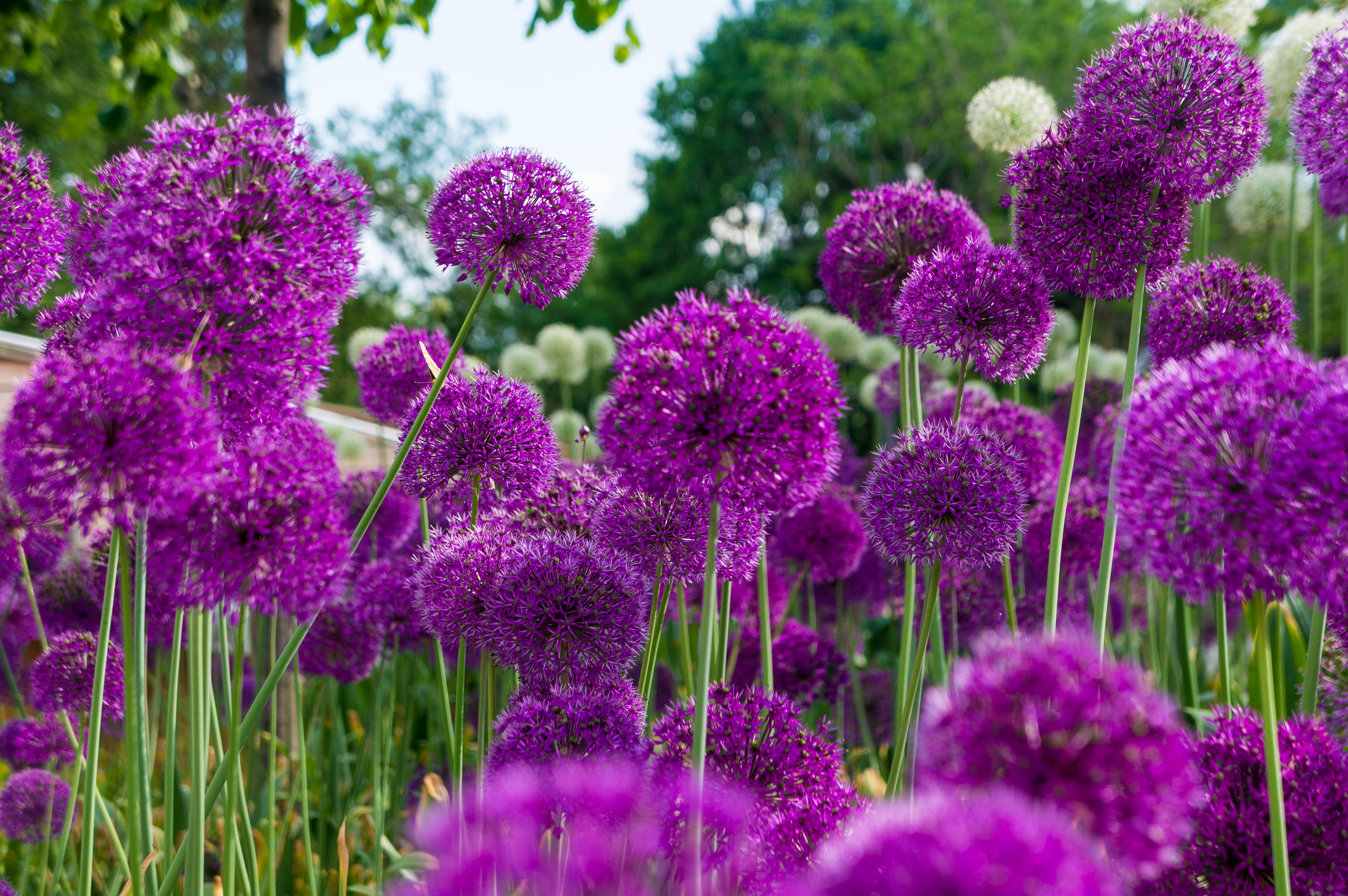 Purple Allium Flowers in a Flower Bed, During Summer