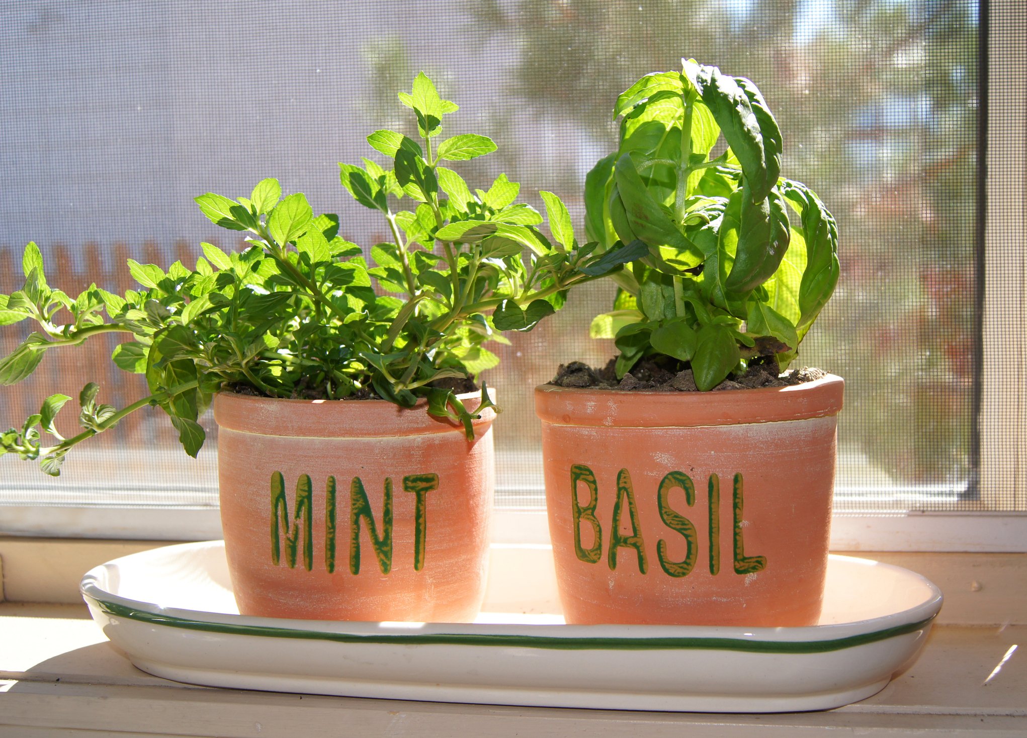 Two Containers of Mint and Basil Growing Along the Windowsill Indoors
