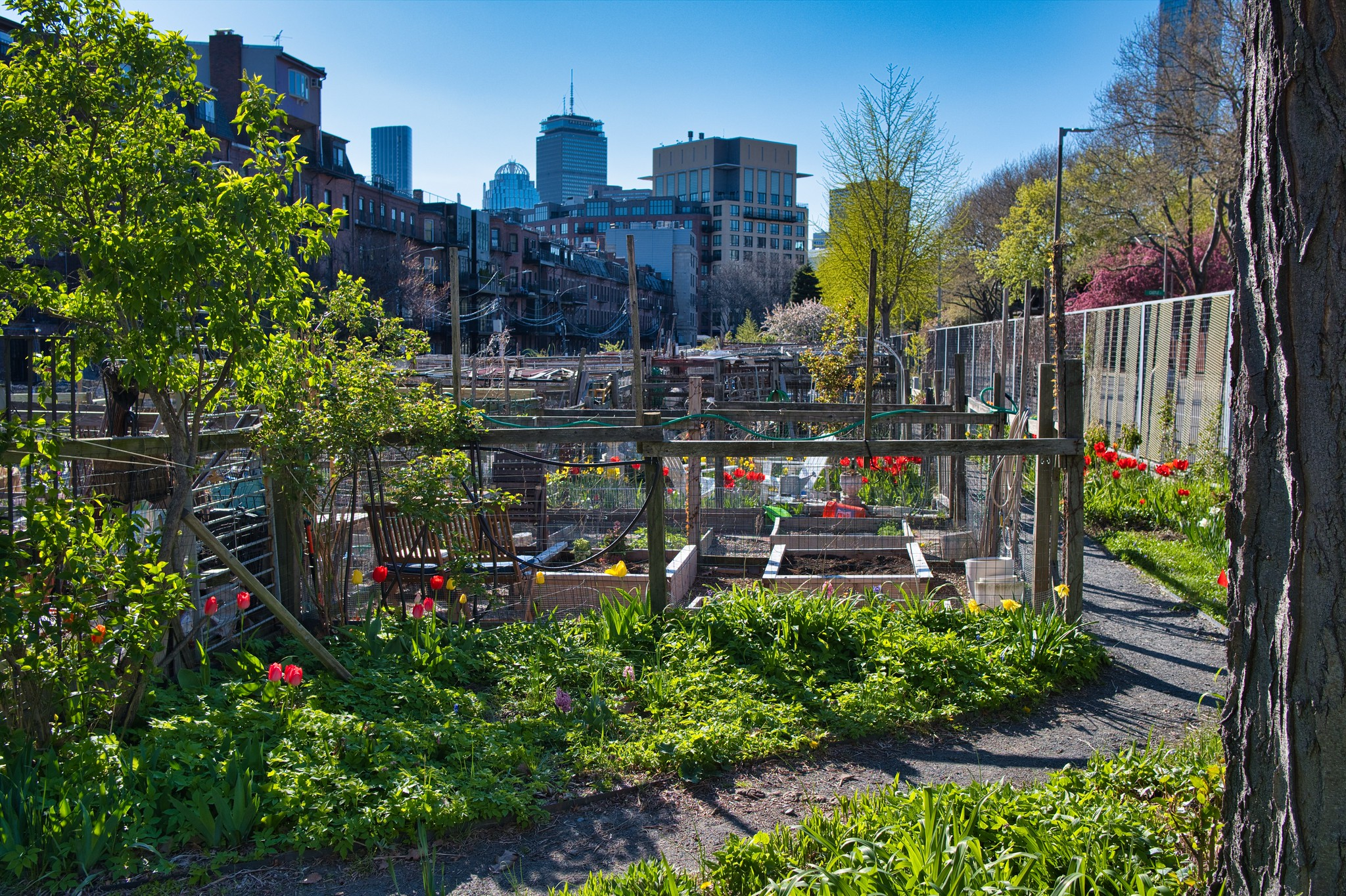 Berkeley Community Garden, Boston