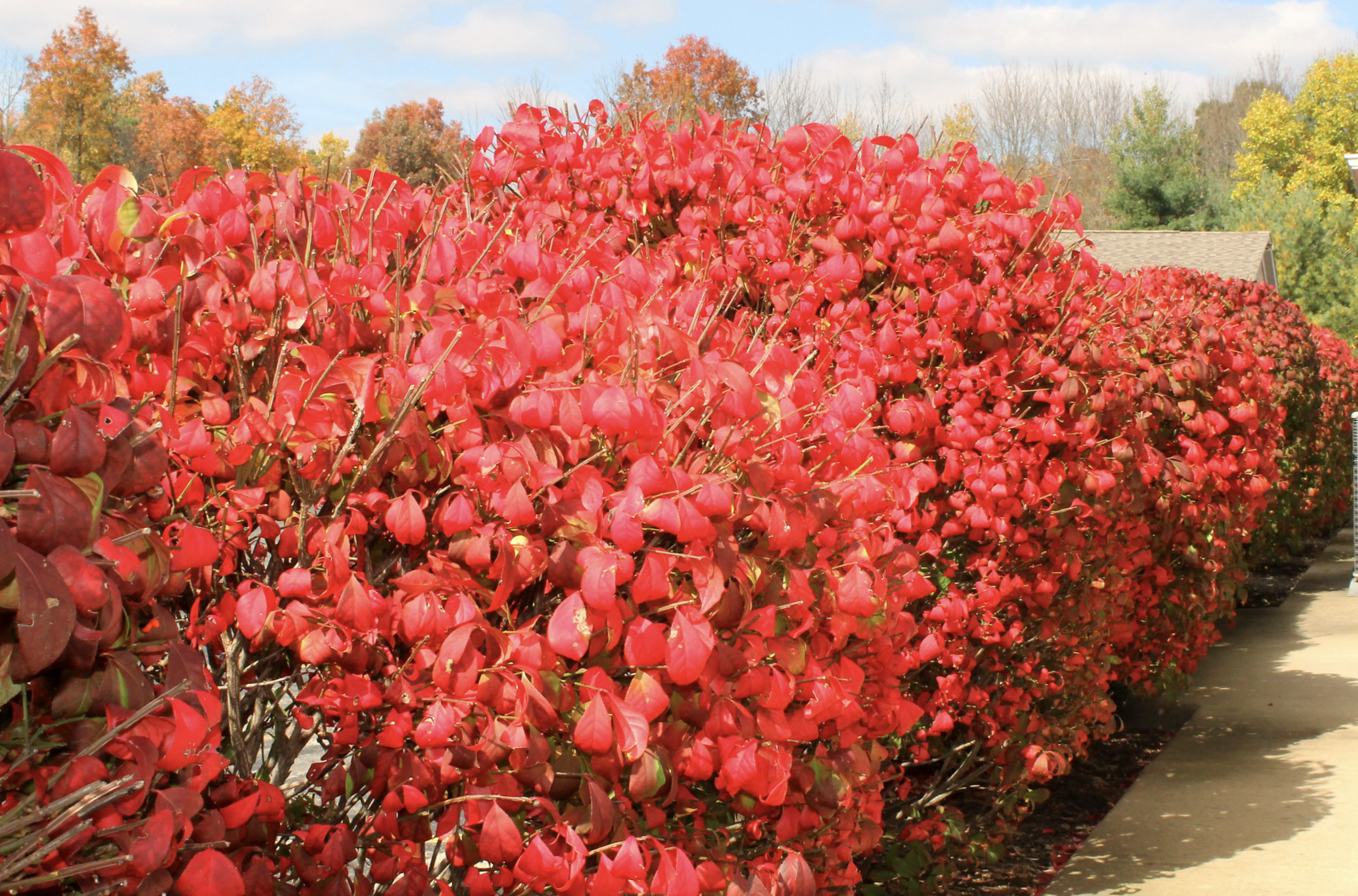 Burning Bush