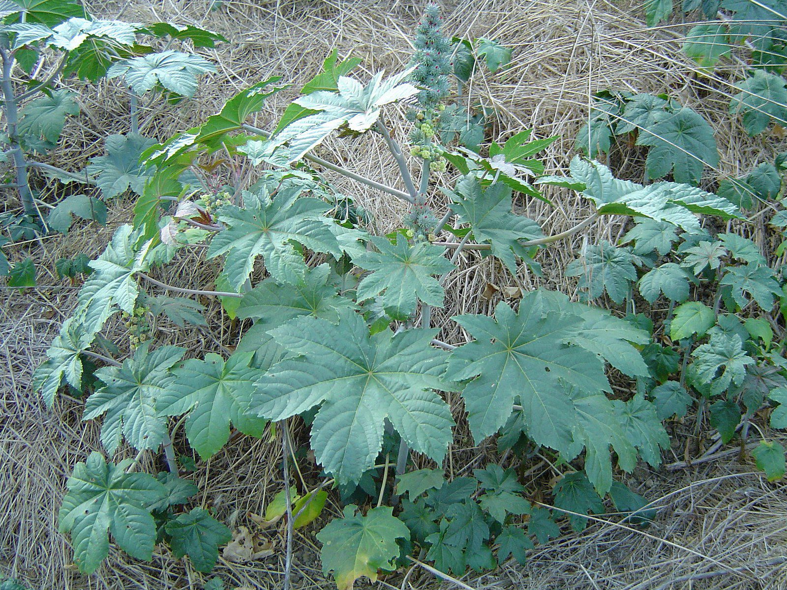 Castor Bean in California