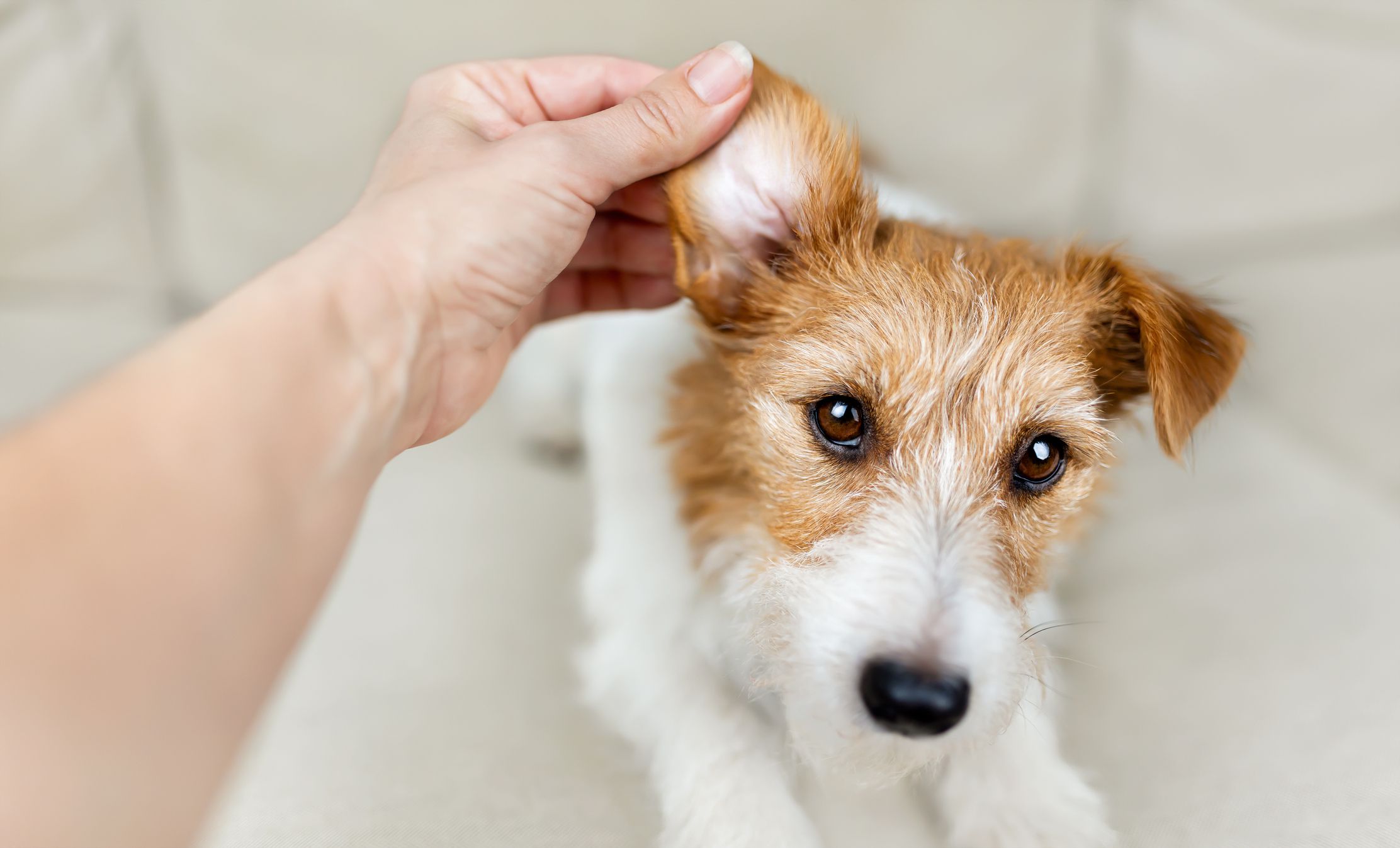 8. Cleaning Dog Ears