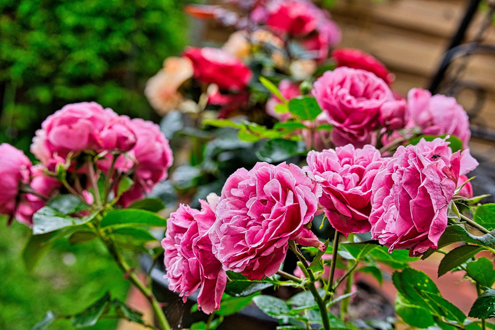 Closeup of Magenta Roses in a Garden, During Summer