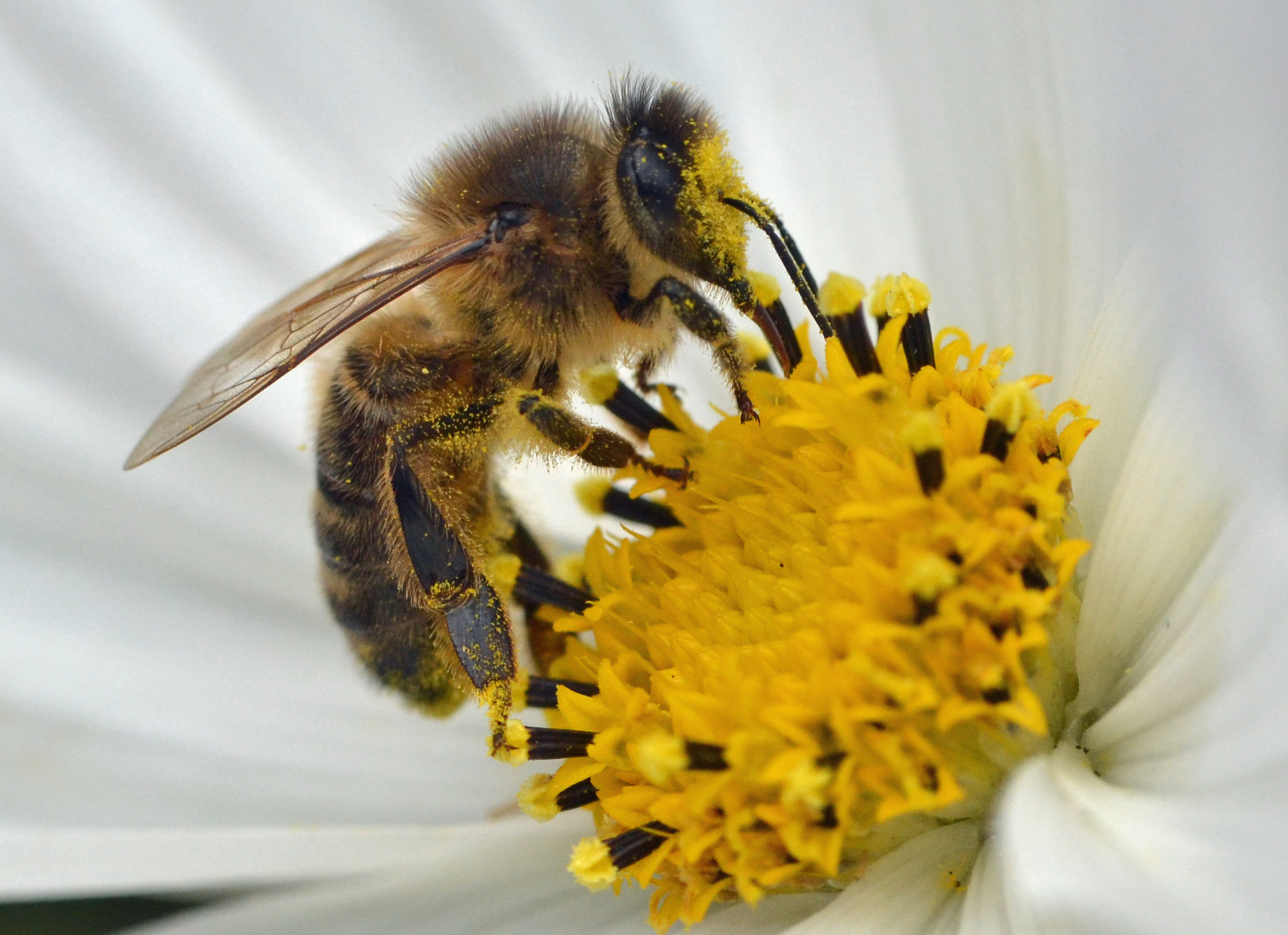 Closeup of a Honey Bee on a White and Yellow Flower