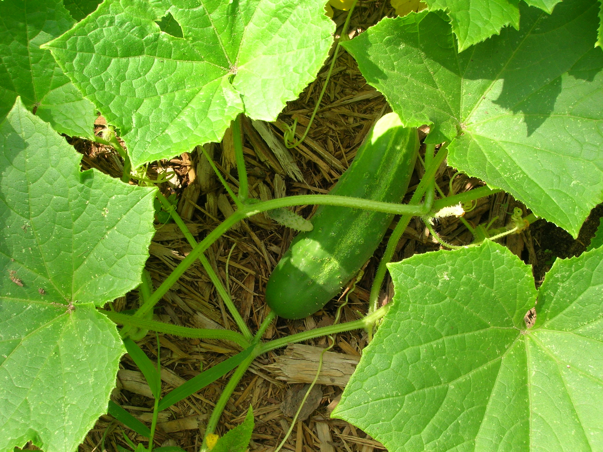 Cucumber Growing in a Garden