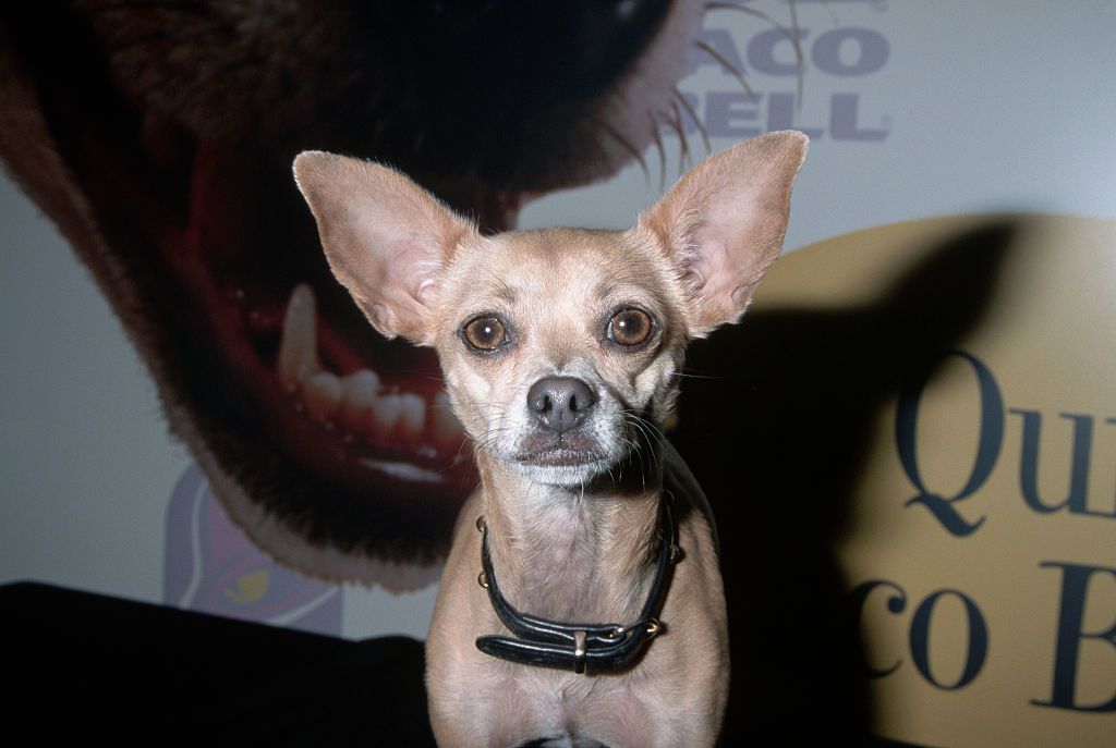 Gidget, the Taco Bell Chihuahua, appears at a convention.