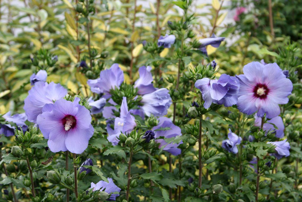 Rose of Sharon