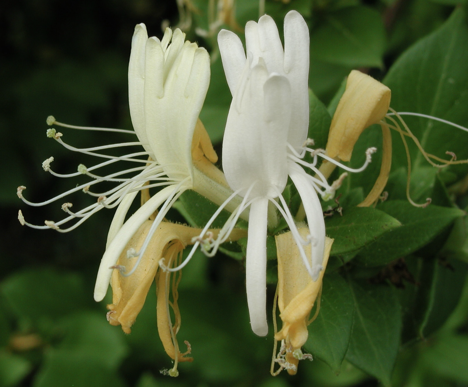 Japanese Honeysuckle