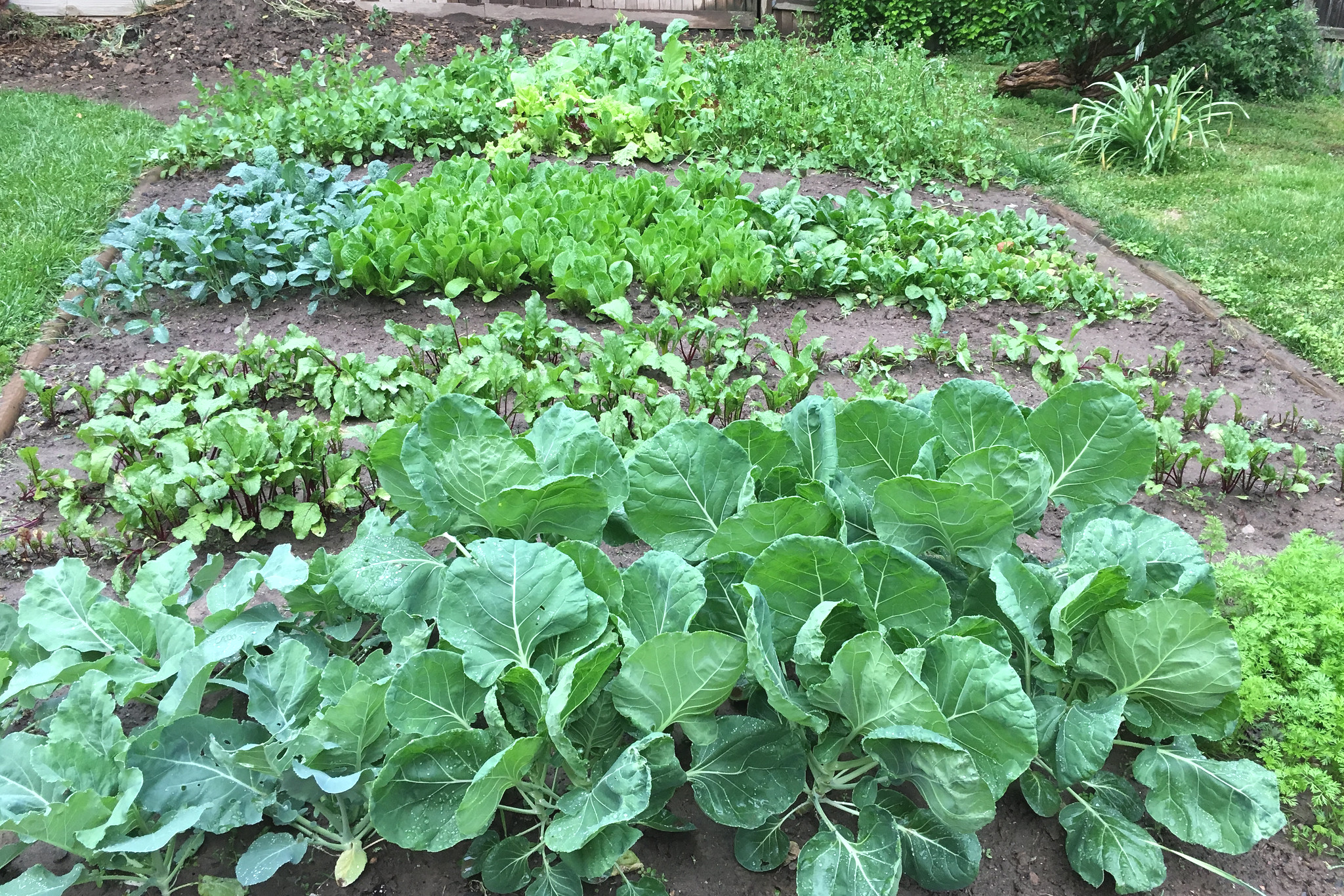 Lettuce in a Backyard Garden