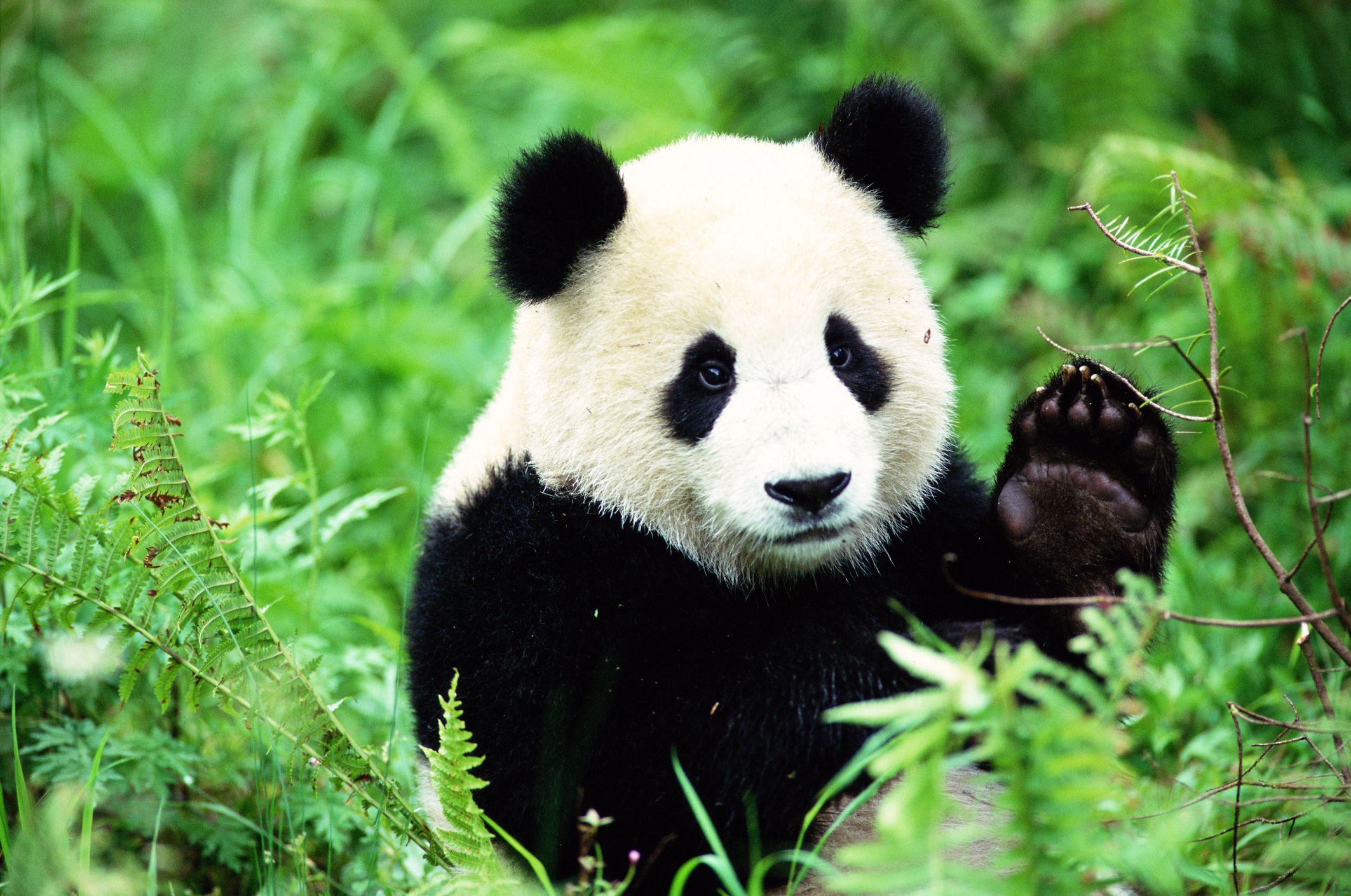 panda