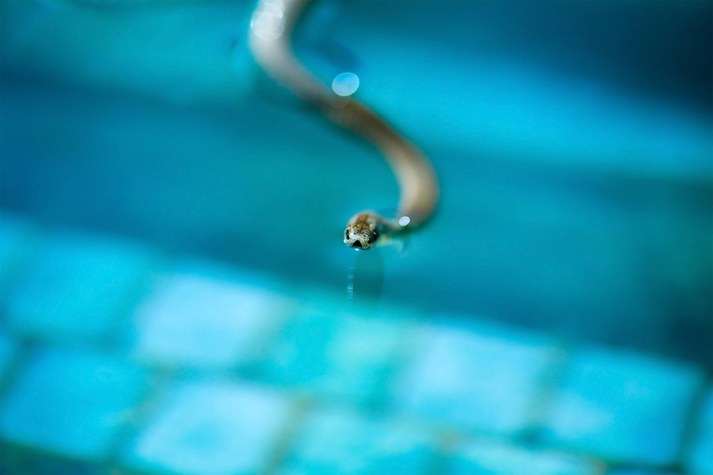 Snake in a pool