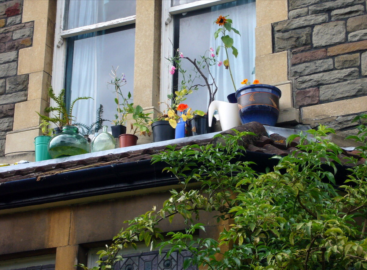 Small Garden Along a Window Sill, During Summer