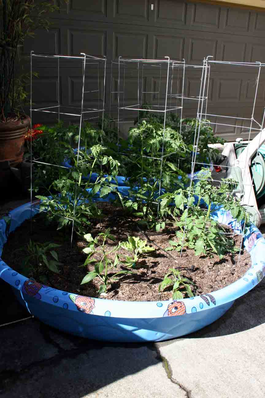 Tomato and Pepper Plants Planted in Soil in a Kiddie Pool