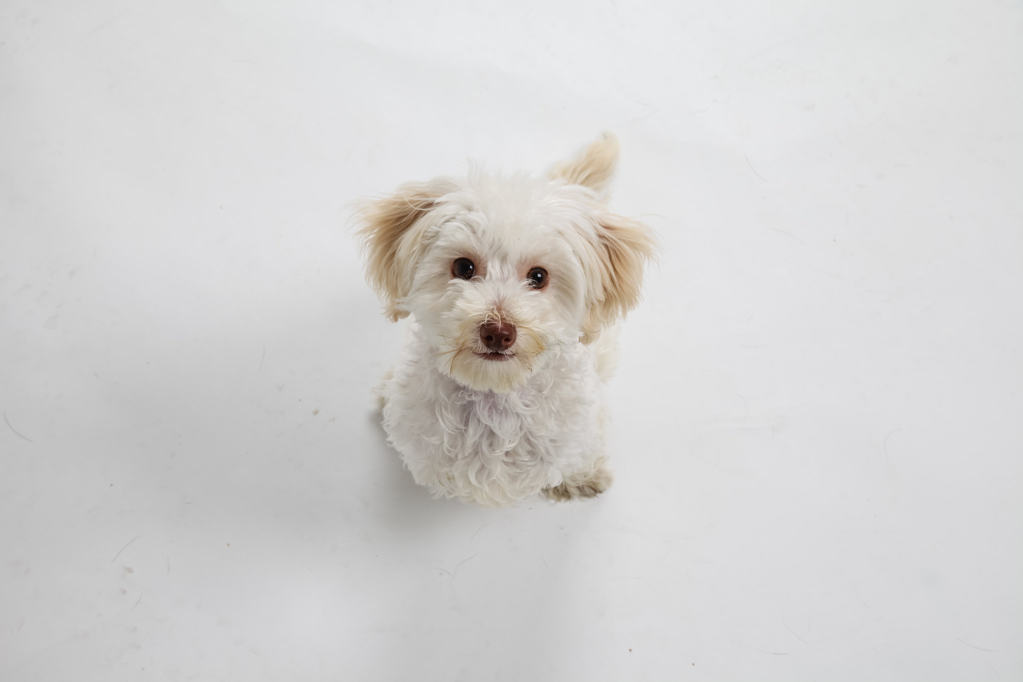 White Happy Adoption Dog Looking Up, White Background