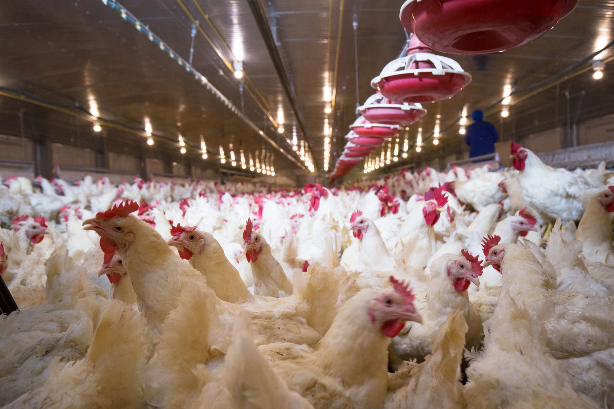 Farm, Chicken, Hen, Egg Production, Farming, Housing, White Chicken