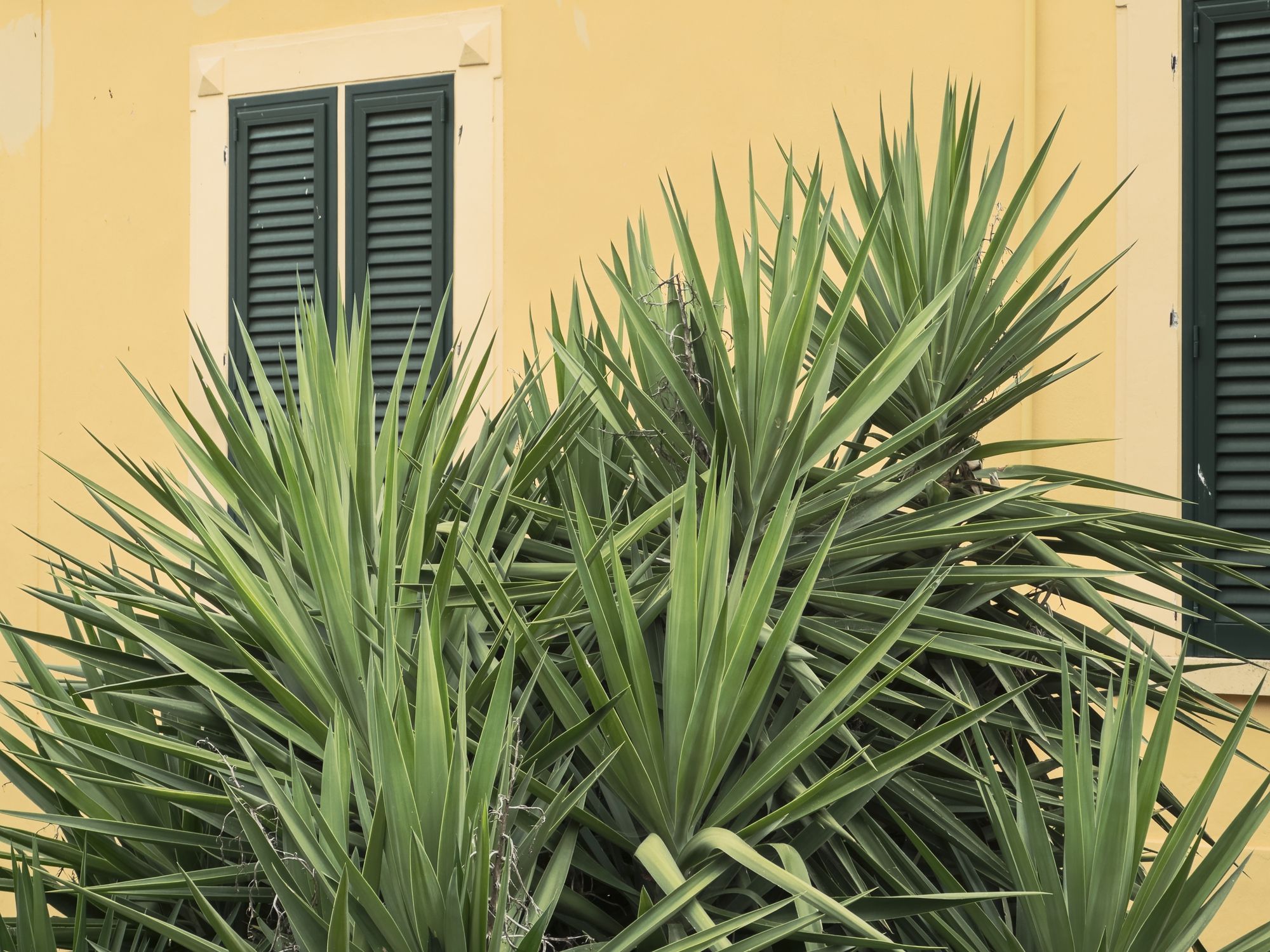 Large Yucca, outdoors. Italy, early summer