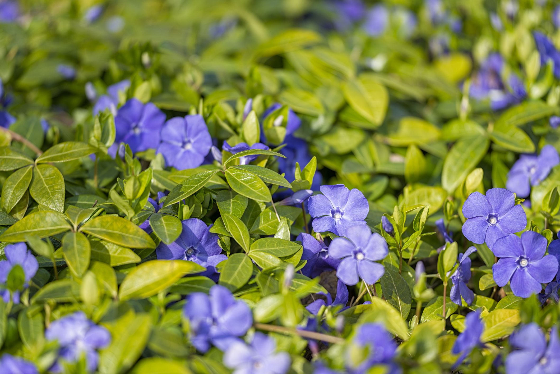 Common Periwinkle, (Vinca minor), covers the ground.