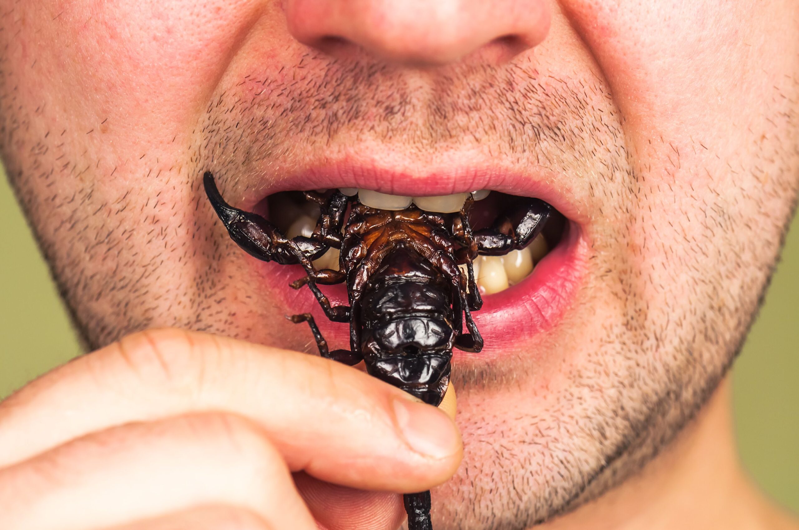 man (gourmet) eats a roasted black scorpion