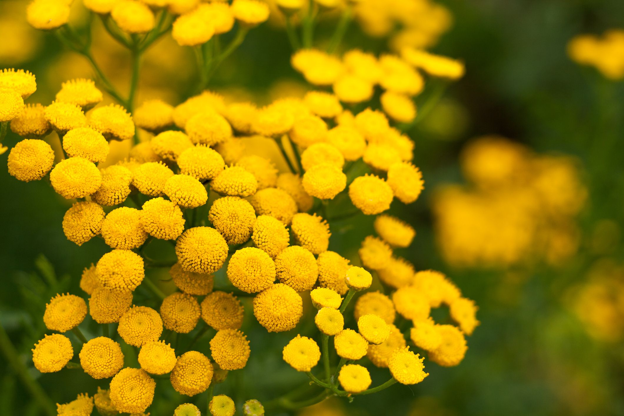Summer background with yellow circular flowers of tansy.
