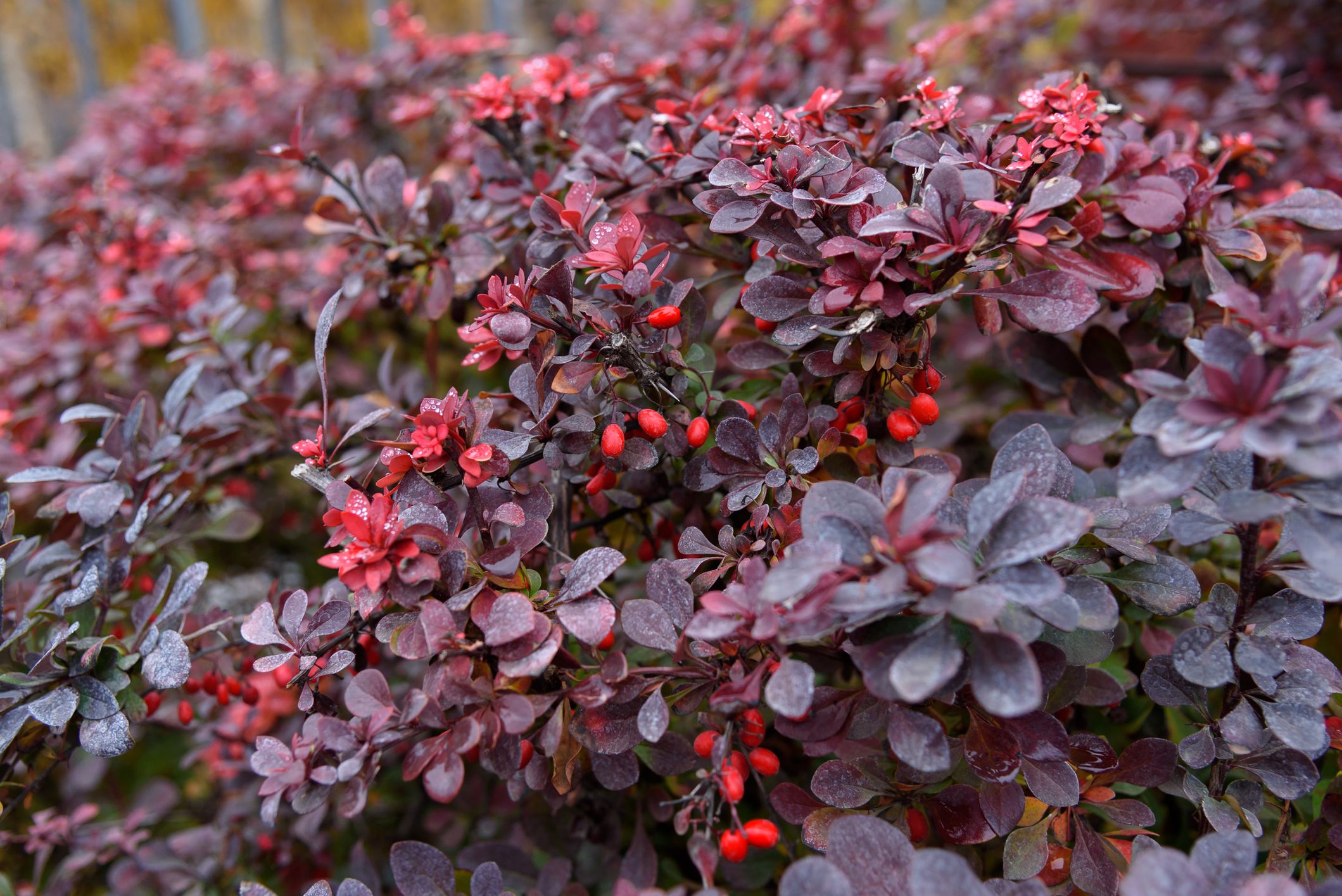 berberis thunbergiiSnowberry