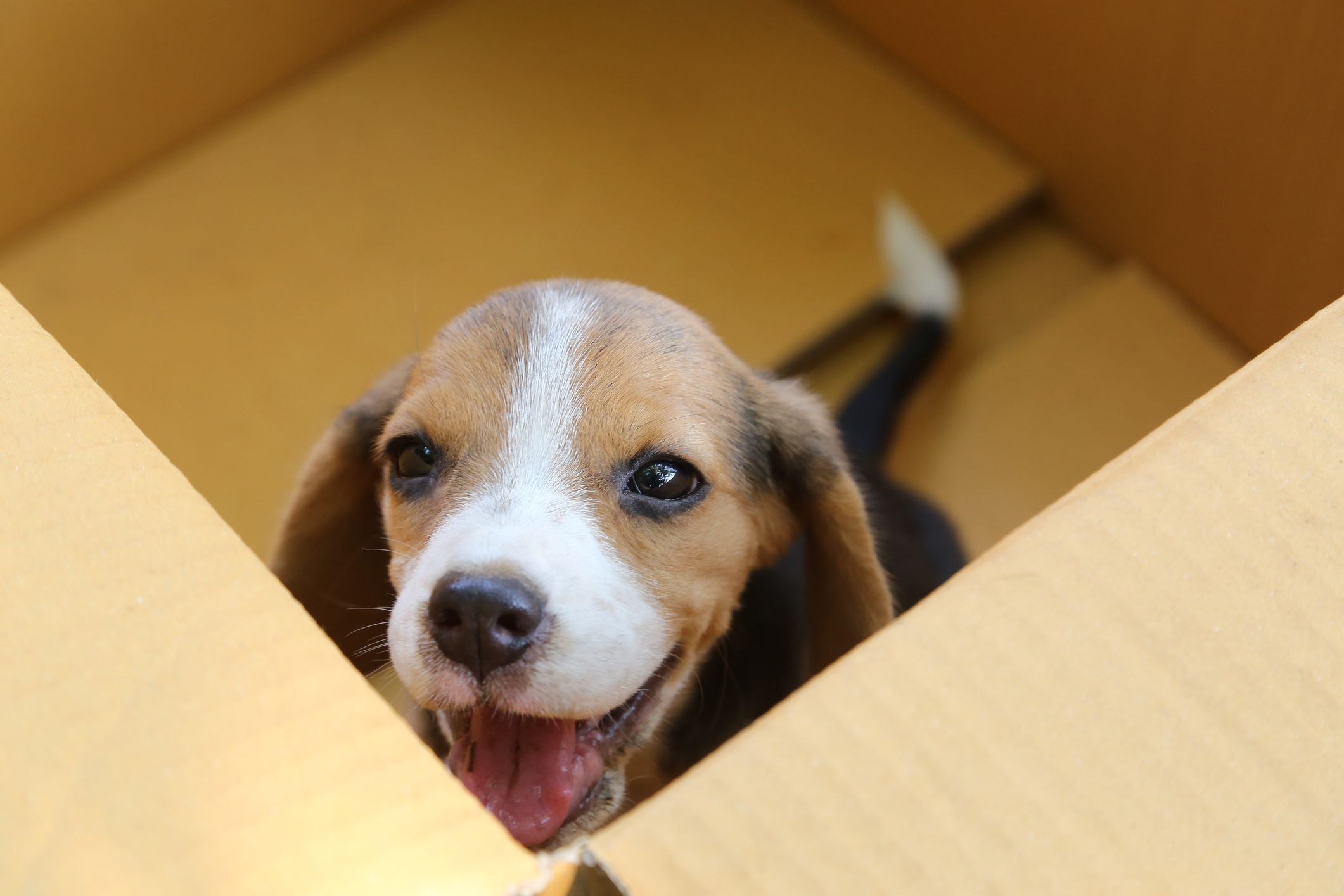 Puppy (Beagle dog) in a brown box, looking up to see the owner.