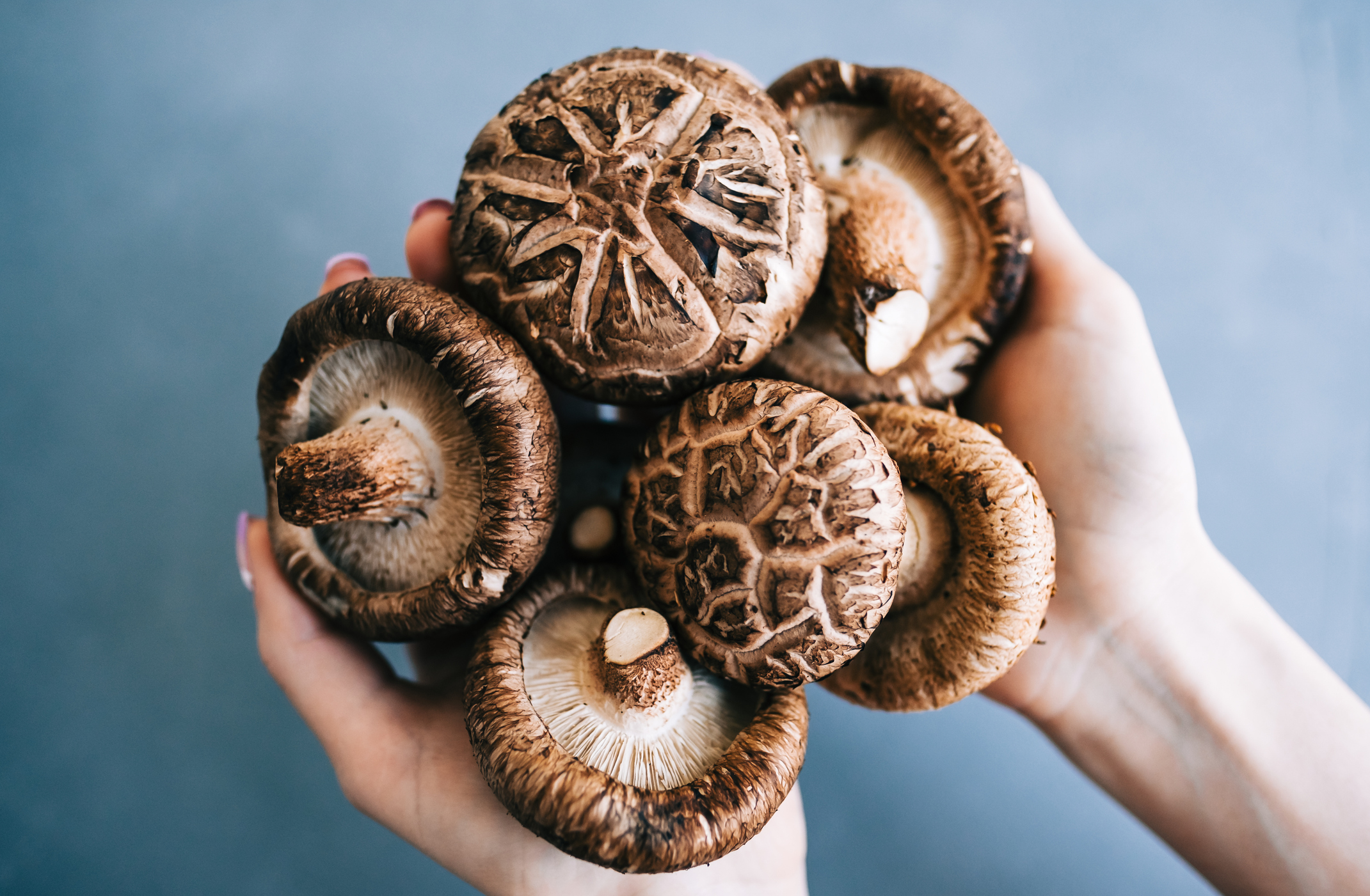 Female Hands Holding a Bundle of Shiitake Mushrooms, Selective Focus on a Dark Grey Background