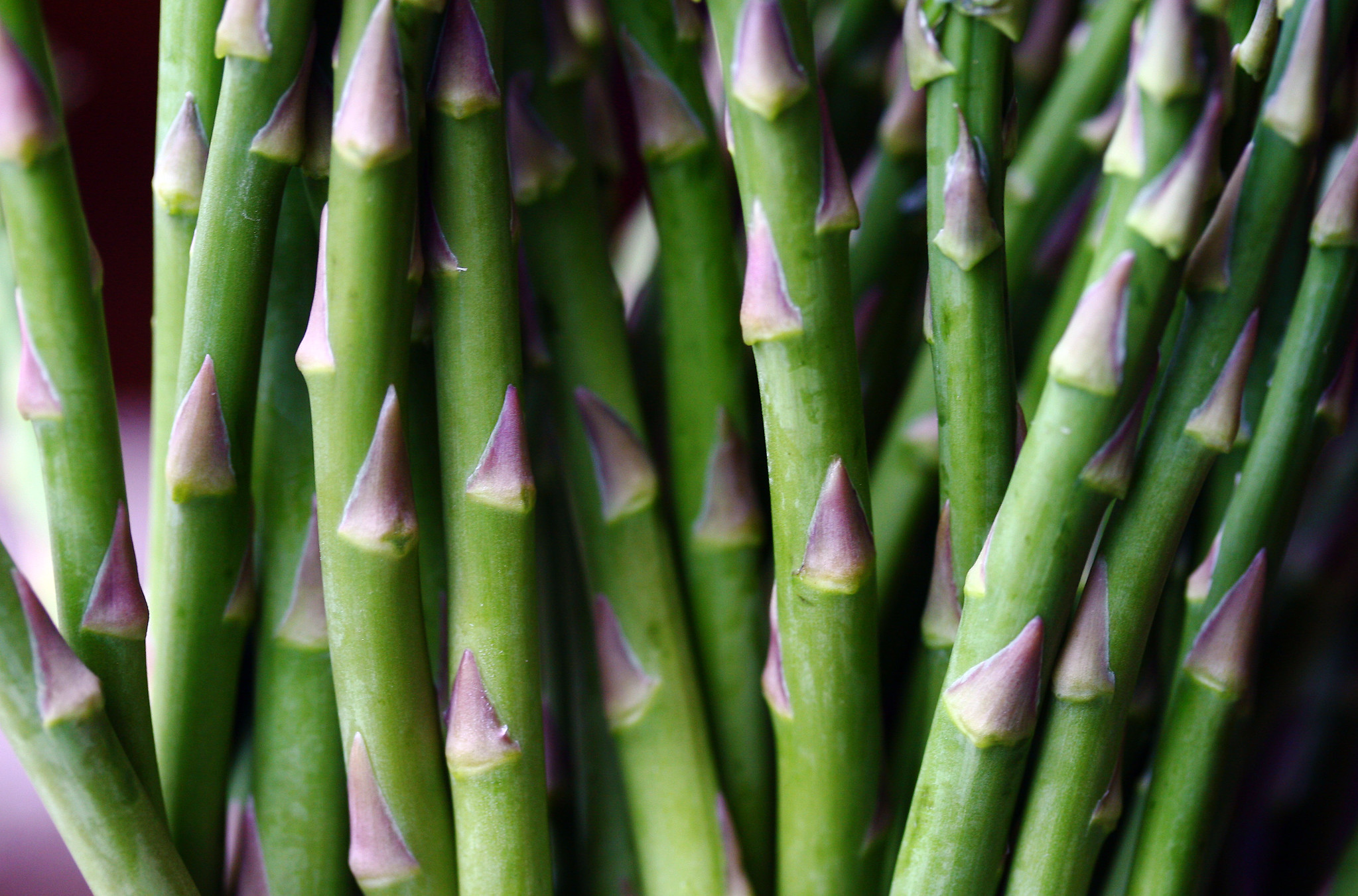 Closeup of Asparagus Stocks