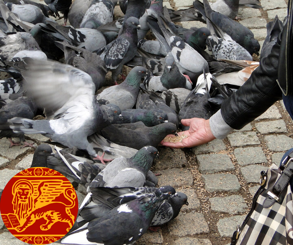 Feeding the Pigeons in Venice