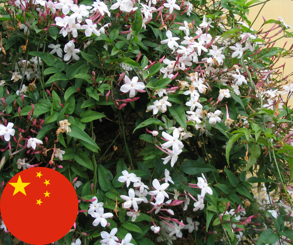Jasmine in China