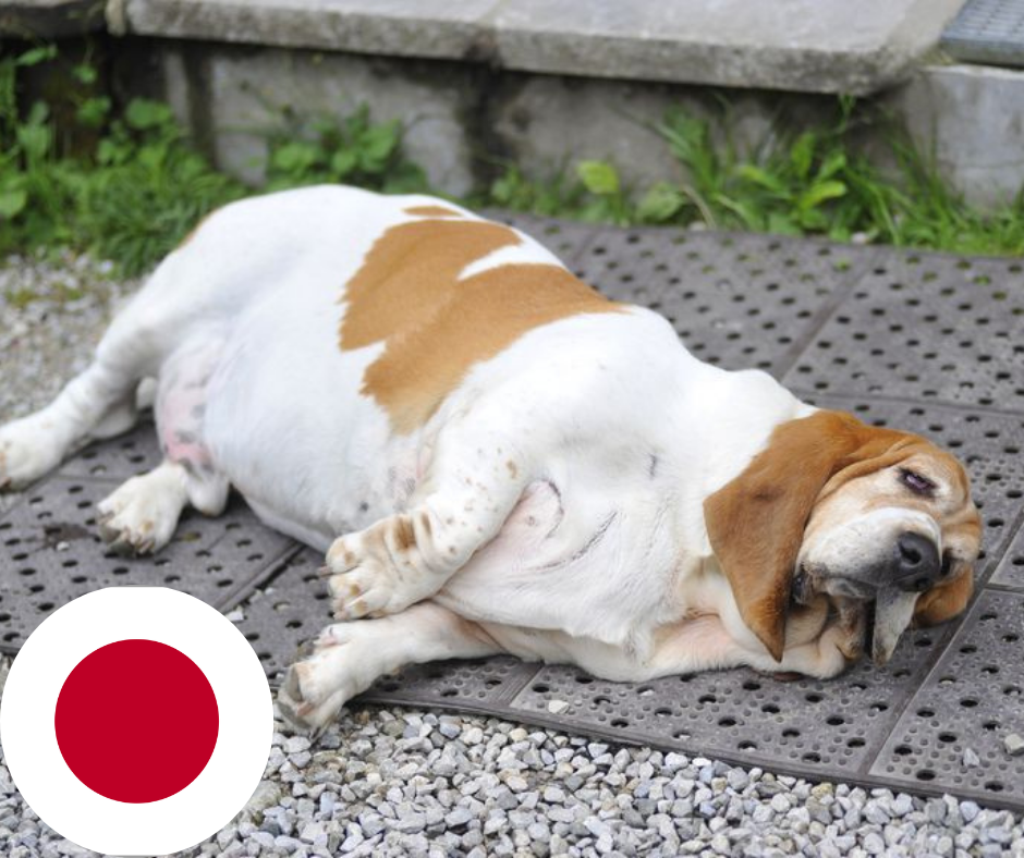 Obesity in Japan