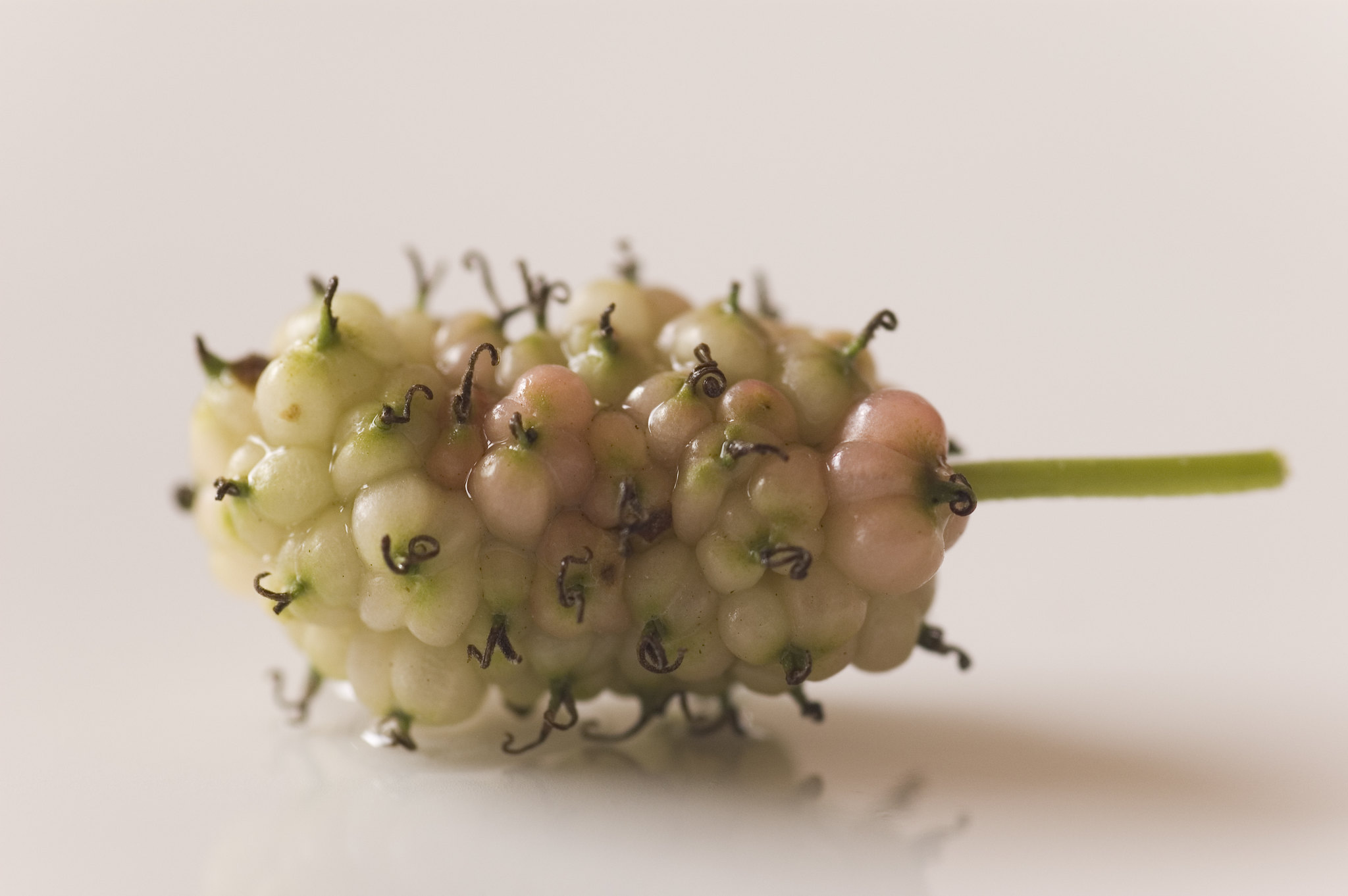 Picked Unripe Red Mulberry on a Beige Background