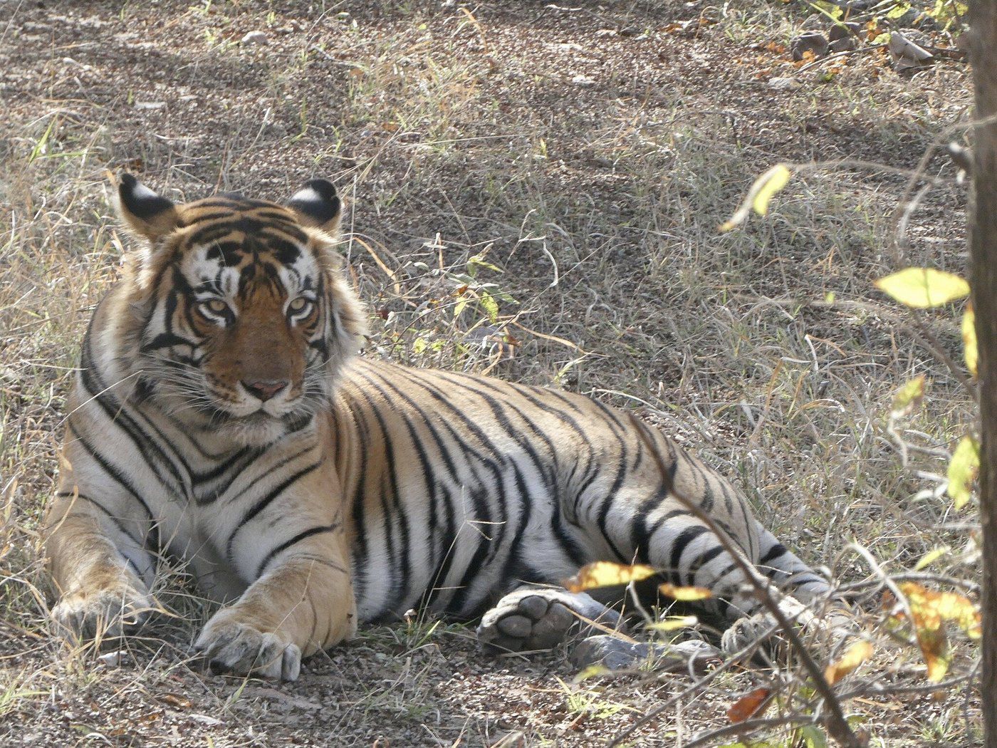 Aman-i-Khás: Ranthambore, India