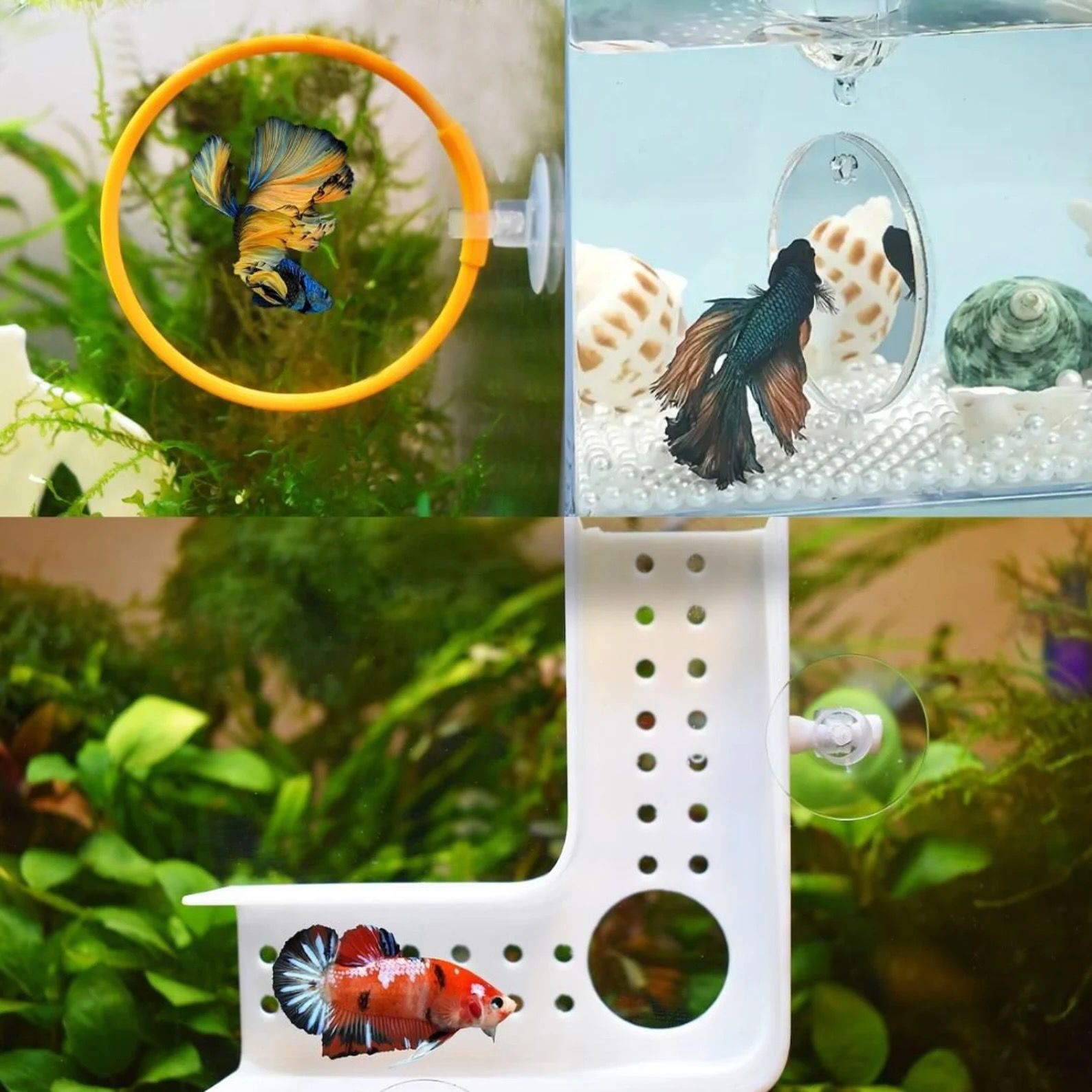 fish training kit