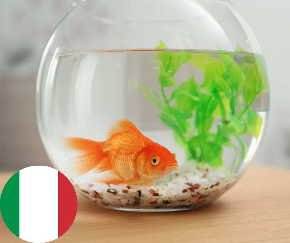 Goldfish x Italy