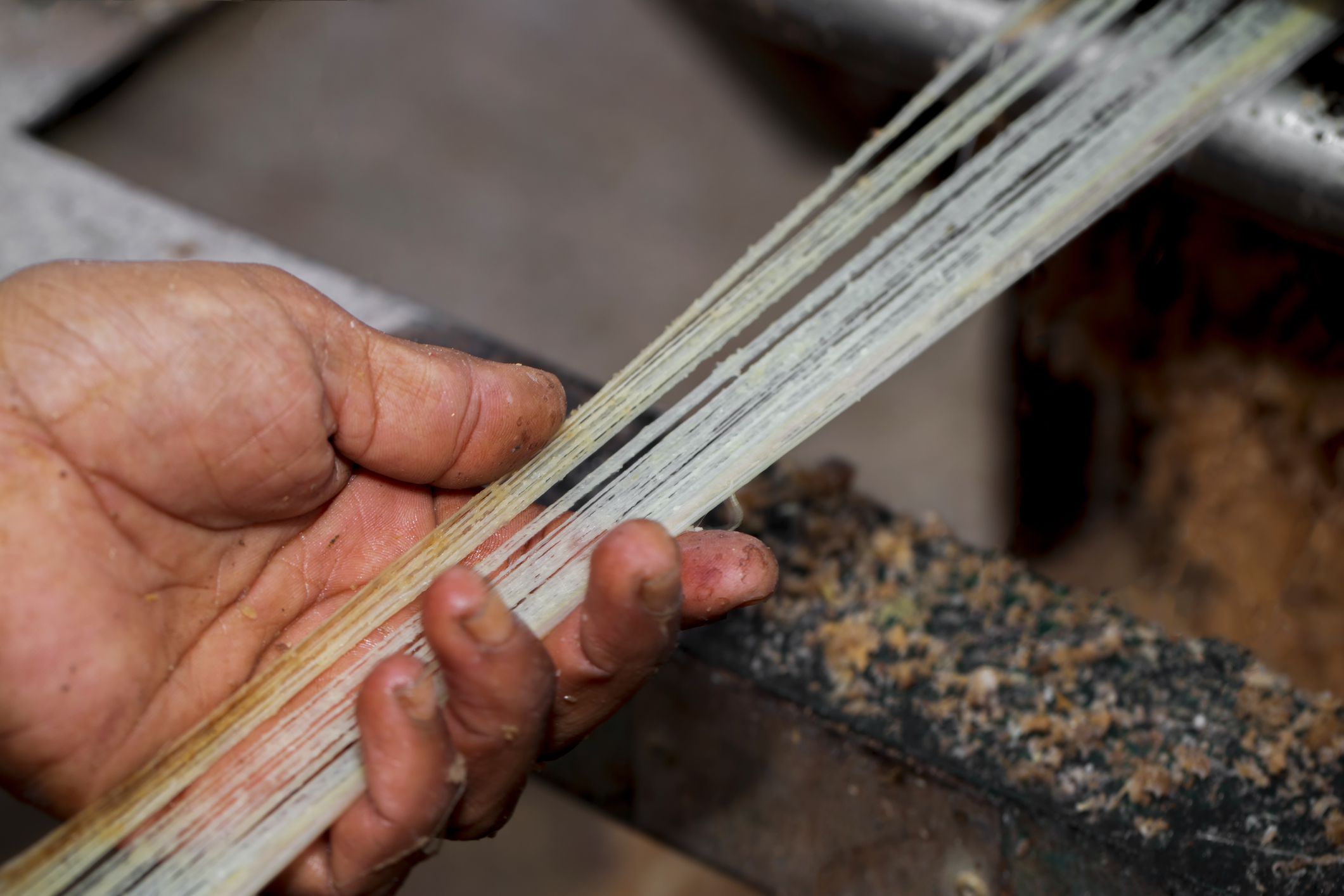 Fiber is being made from the banana tree. A Hand and Unwashed Banana tree fiber. Rubber fiber of banana tree. Agricultural waste product.