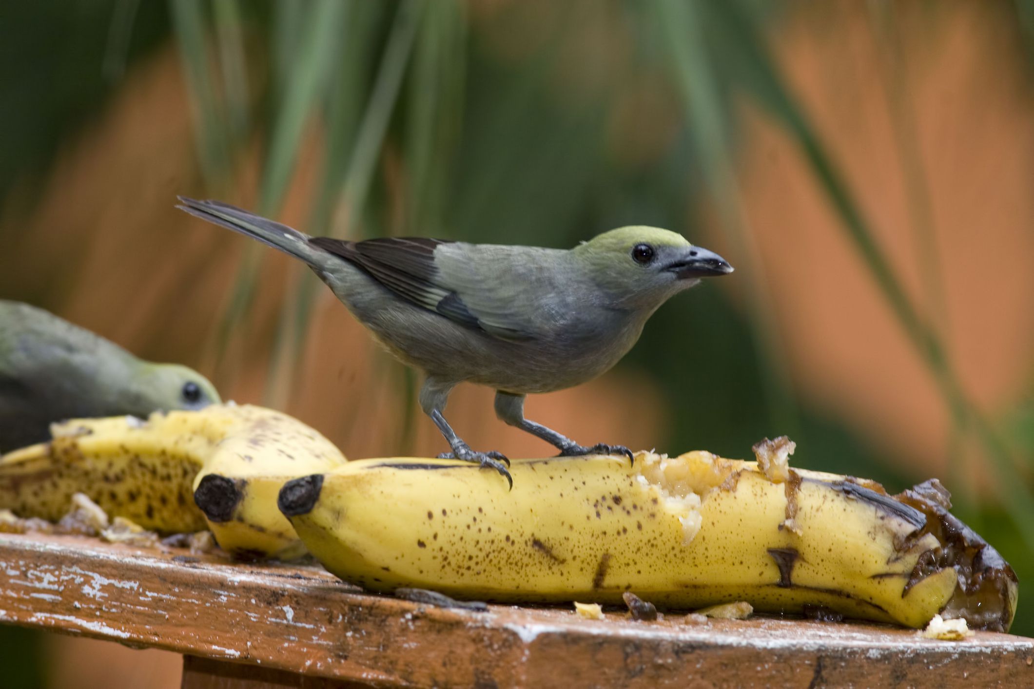 A Palm Tanager, Thraupis palmarum, at a feeding station