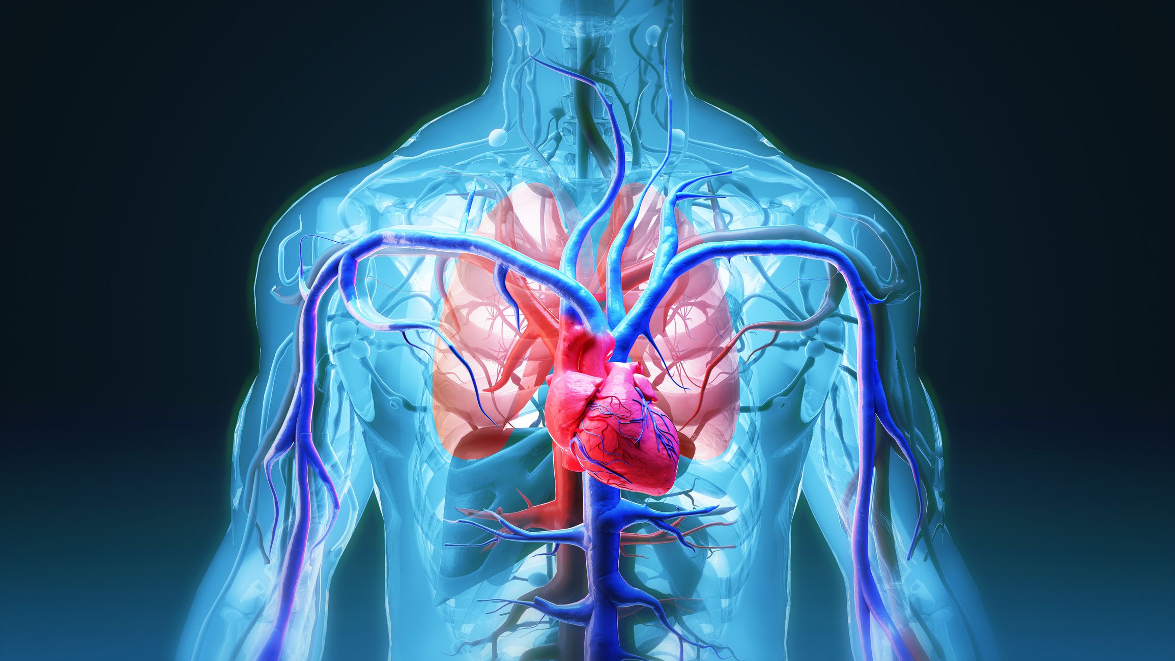 The male vascular system,Vein