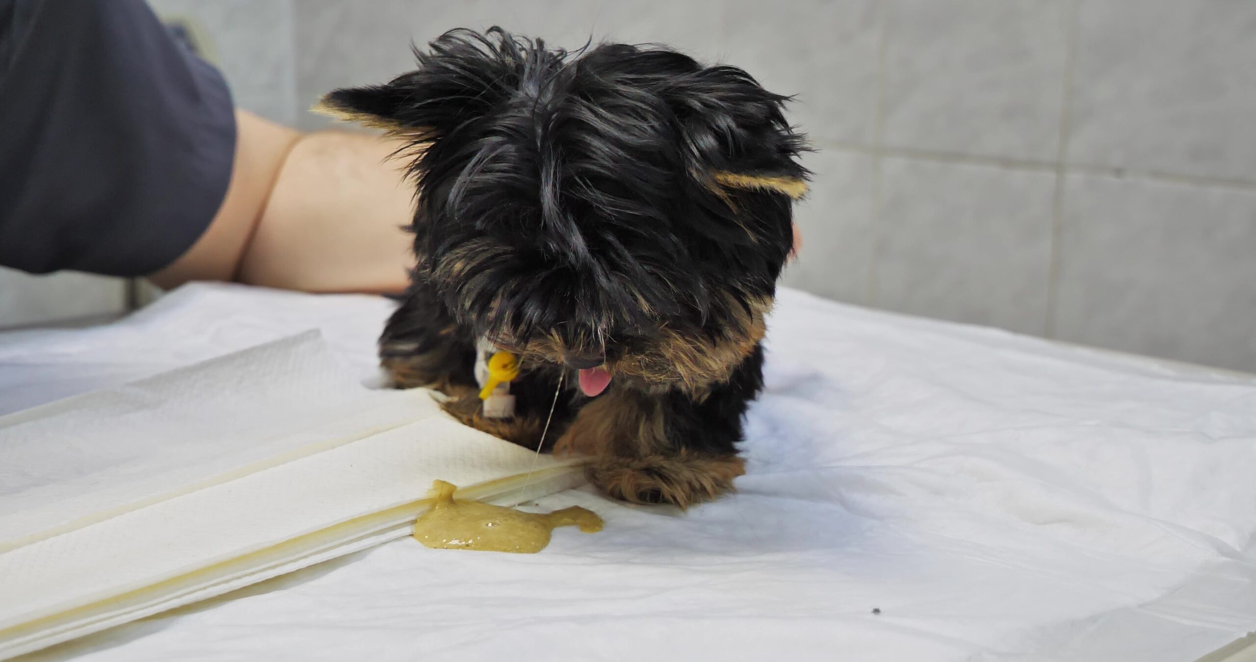 At a veterinarian's appointment, a sick puppy vomits on the table. The puppy is sick and vomits at the veterinarian's appointment. The baby puppy was brought to the veterinary clinic for treatment.