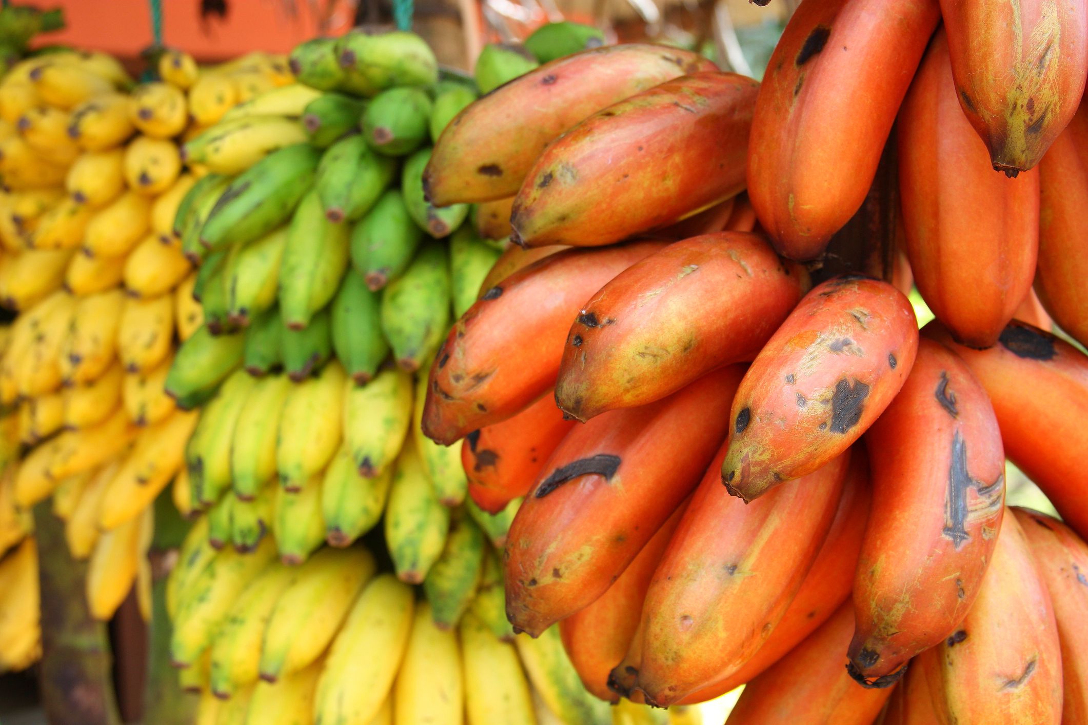 Red, green and yellow banana bunches in a fruit shop along the road (Sri Lanka)
