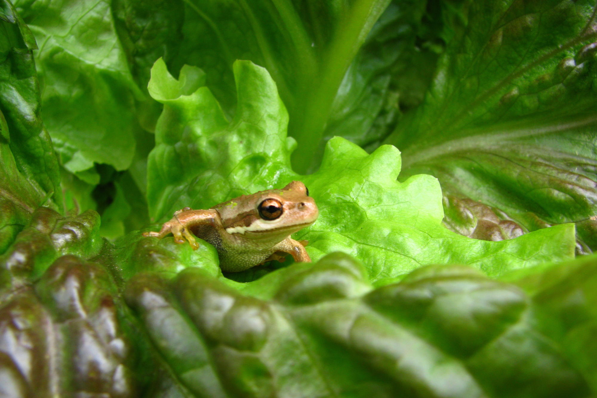 Closeup of a Small Brown Frog Surrounded by Leaves of Green Lettuce