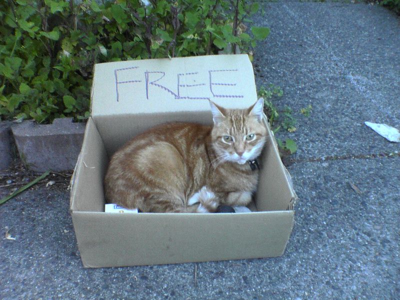 Free Cat