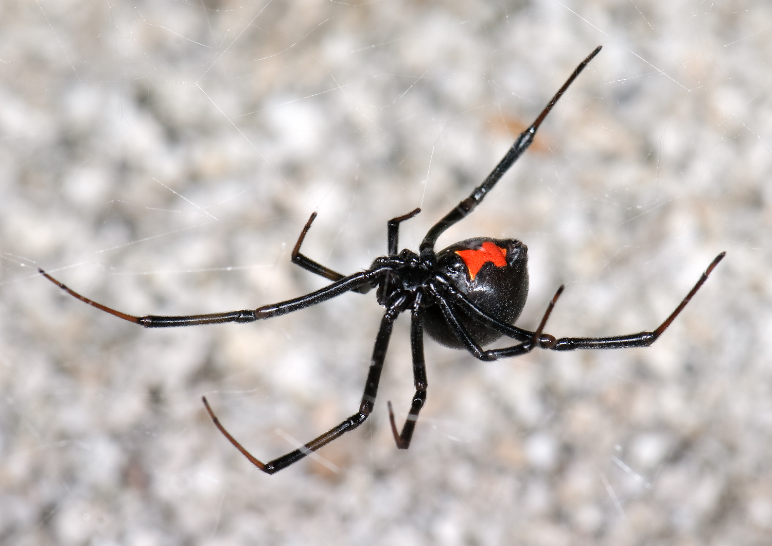 Black Widow Spider in a Web, Selective Focus