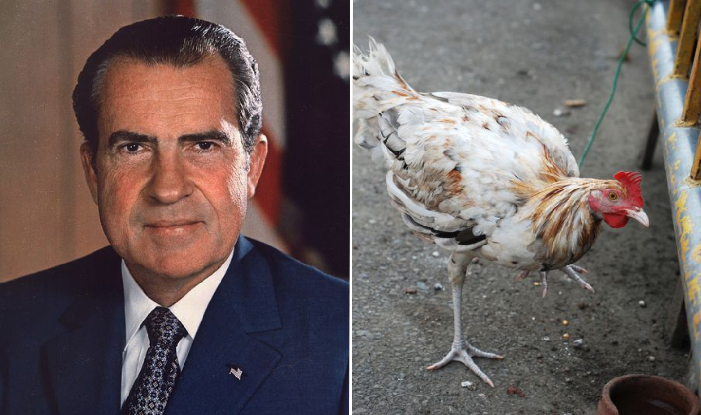 Richard Nixon first job was a chicken plucker