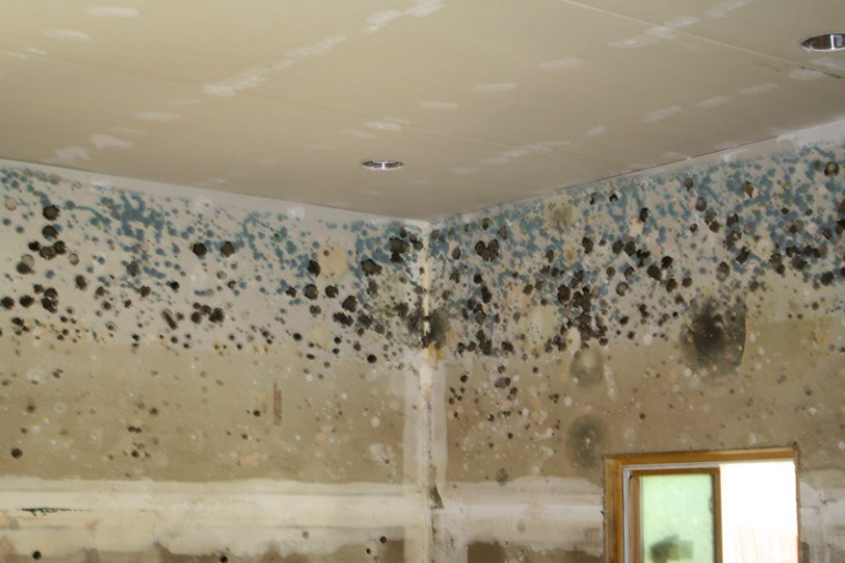Mold