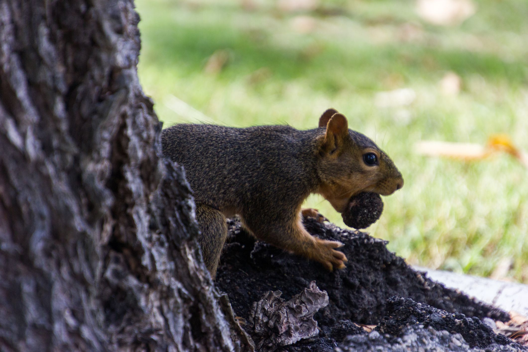 A squirrel chewing on a nut next to a tree