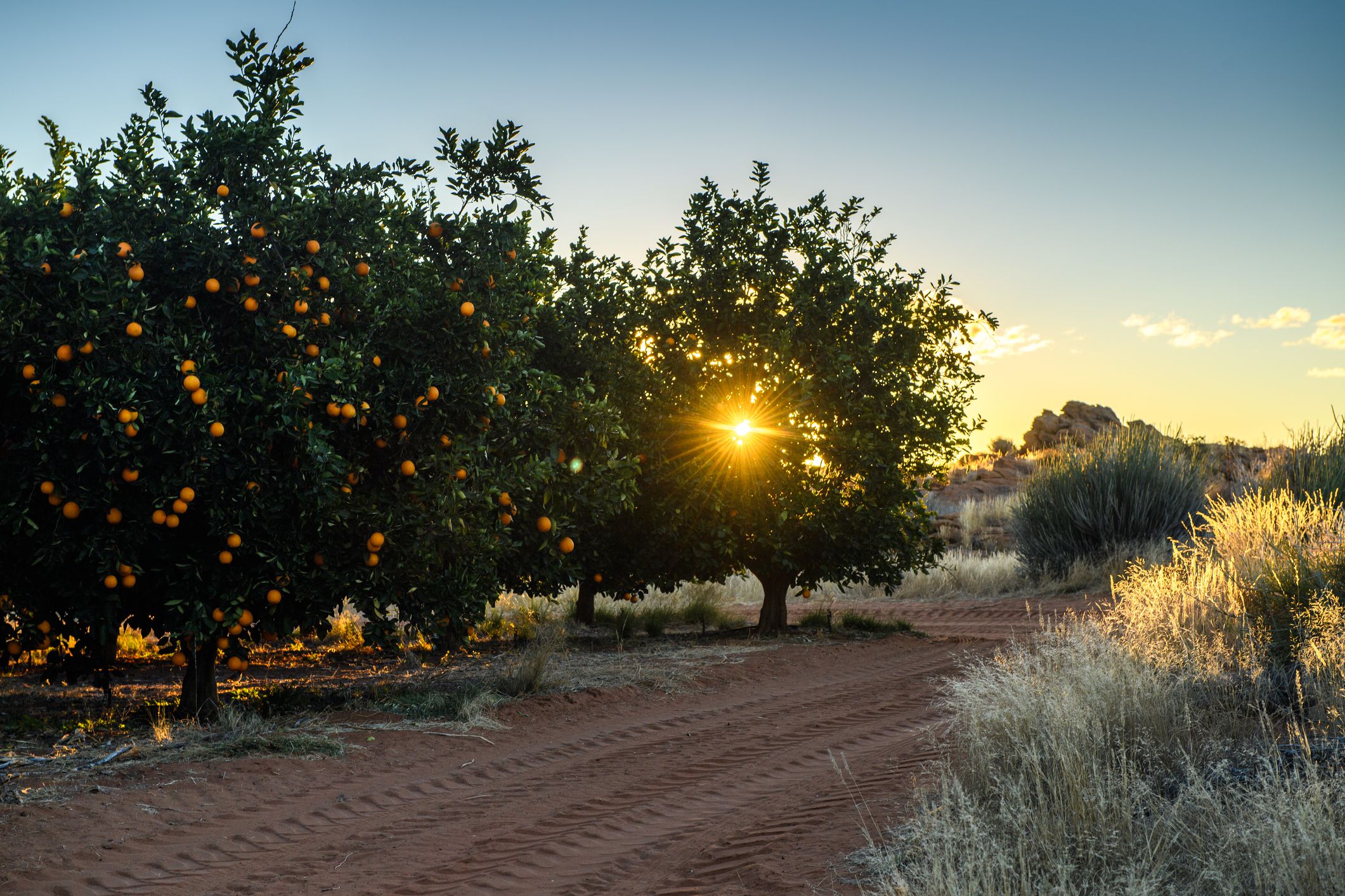 Citrus fruit on trees in an orchard bordered by the dry grass and semi-desert landscape of the Northern Cape, South Africa.