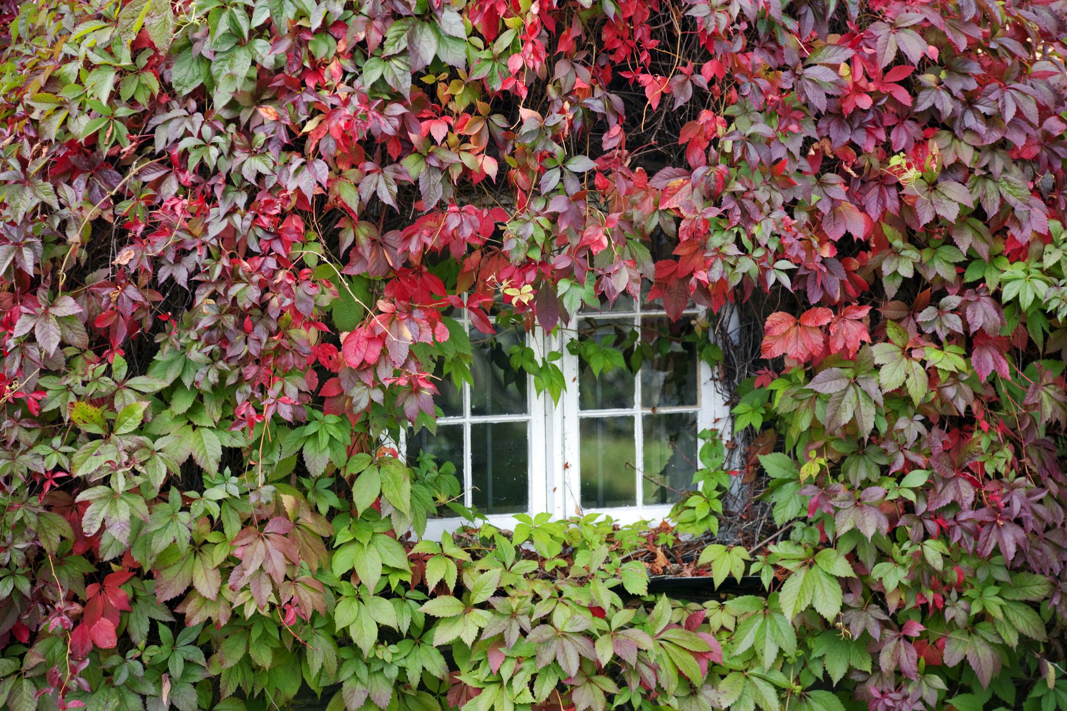 Welsh cottage covered in Virginia Creeper or five-leaved ivy (Parthenocissus quinquefolia).